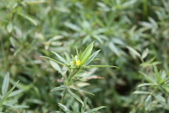 Stylosanthes erecta