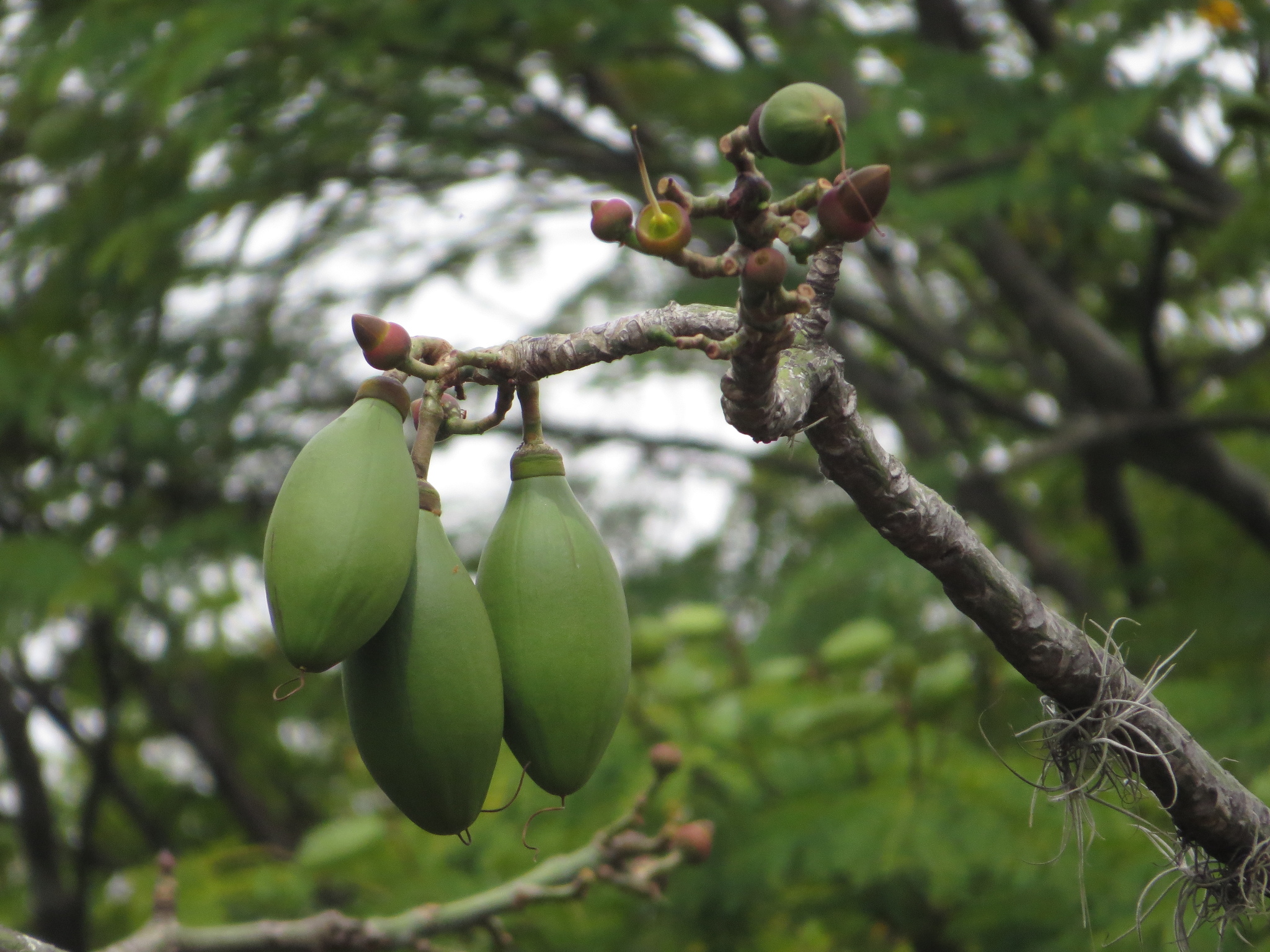 Ceibo Barrigón (Pseudobombax septenatum) · iNaturalist Panamá