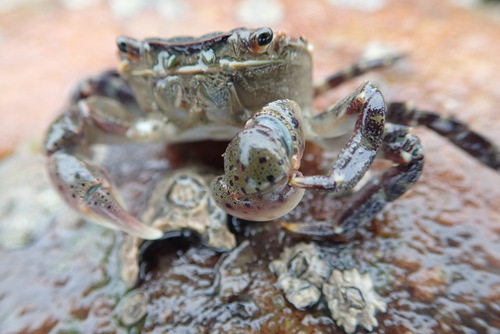 Asian shore crab