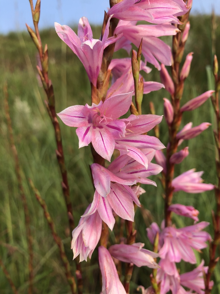 Watsonia strubeniae