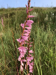 Watsonia strubeniae