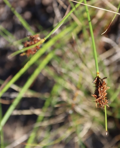 Image of Schoenus auritus by (c) Tony Rebelo, some rights reserved (CC BY-SA)