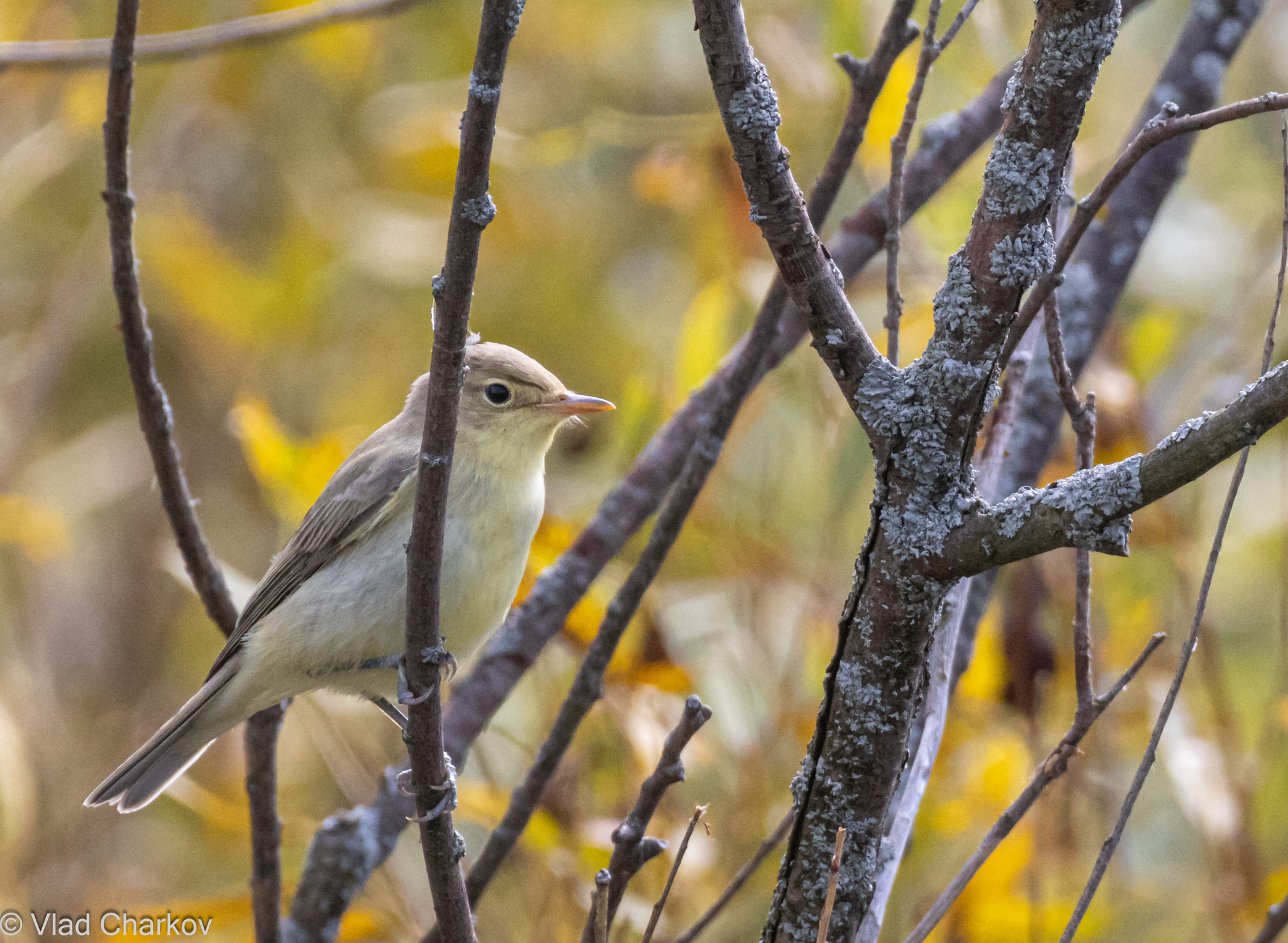 iNaturalist.org. В. Чарков, Вурнарский р-н Чувашия, август 2023