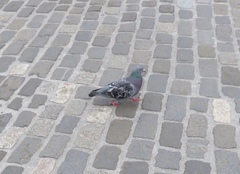 Columba livia domestica