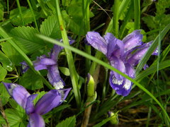 Iris ruthenica