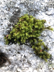 Bryophyta