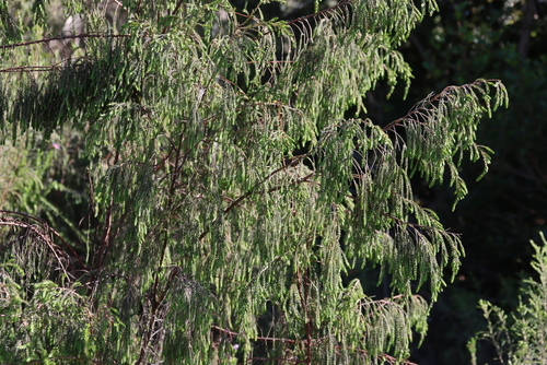 Image of Passerina falcifolia by (c) Tony Rebelo, some rights reserved (CC BY-SA)