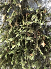 Bryophyta
