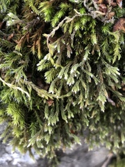 Bryophyta