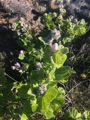 Malacothamnus clementinus