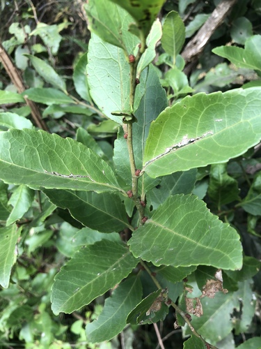 Forest Kokotree (Maytenus deflexa)