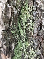 Hypocenomyce scalaris