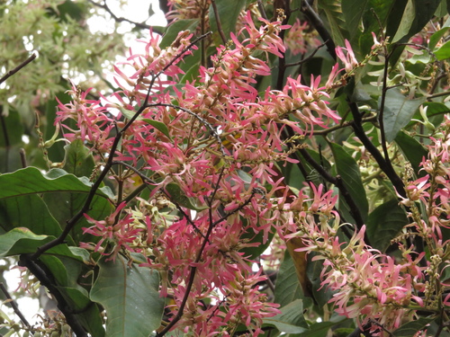 Triplaris americana