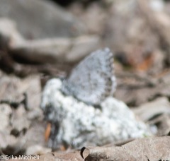 Celastrina lucia