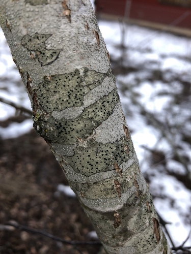 Lecidella elaeochroma f. elaeochroma image