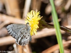 Celastrina lucia