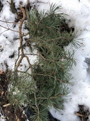Pinus sylvestris
