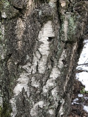 Betula pendula