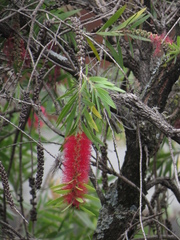 Melaleuca glauca