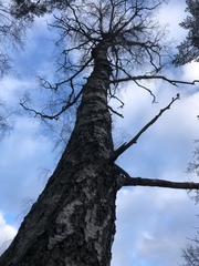 Betula pendula