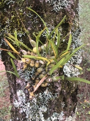 Polystachya ottoniana