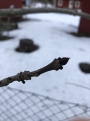 Fraxinus excelsior