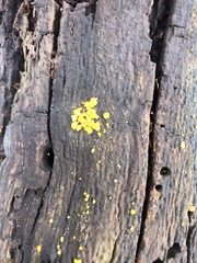 Fungi