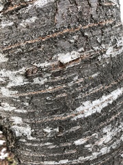 Prunus avium