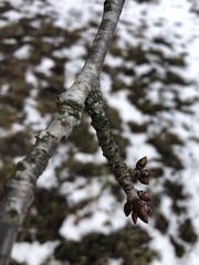 Prunus avium