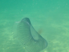 Aequorea forskalea