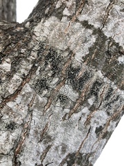 Lecidella elaeochroma f. elaeochroma image