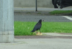 Corvus frugilegus