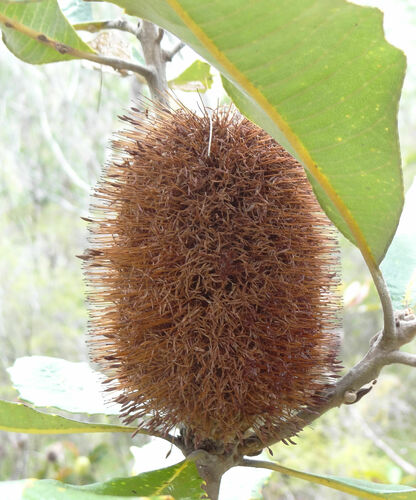 Banksia robur