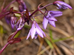 Gentianella rapunculoides