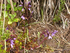 Gentianella rapunculoides