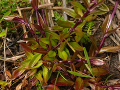 Gentianella rapunculoides