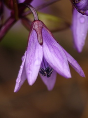 Gentianella rapunculoides