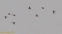 Patagioenas fasciata