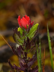 Castilleja nubigena