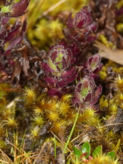 Castilleja nubigena