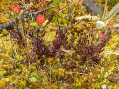 Castilleja nubigena