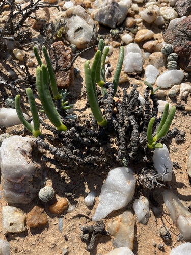 Schwantesia chrysoleuca (Schltr.) L. Bolus