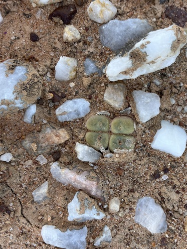 Conophytum concavum