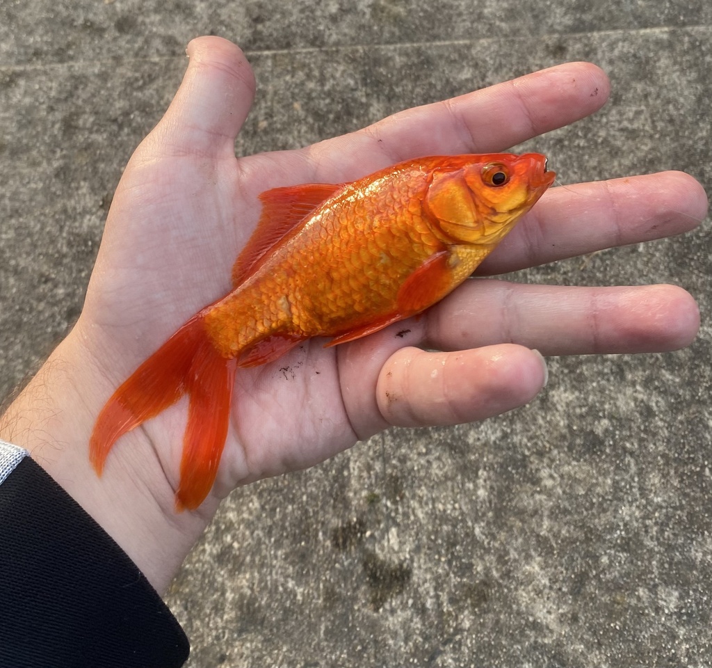 View of Goldfish in May 2023 by Samson B. Decent sized feral population here ...