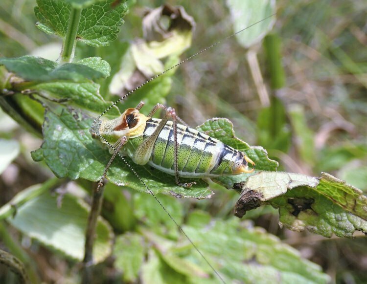 Poecilimon veluchianus
