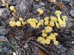 Leotia lubrica image