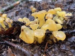 Leotia lubrica image