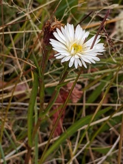 Symphyotrichum vahlii