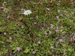 Symphyotrichum vahlii