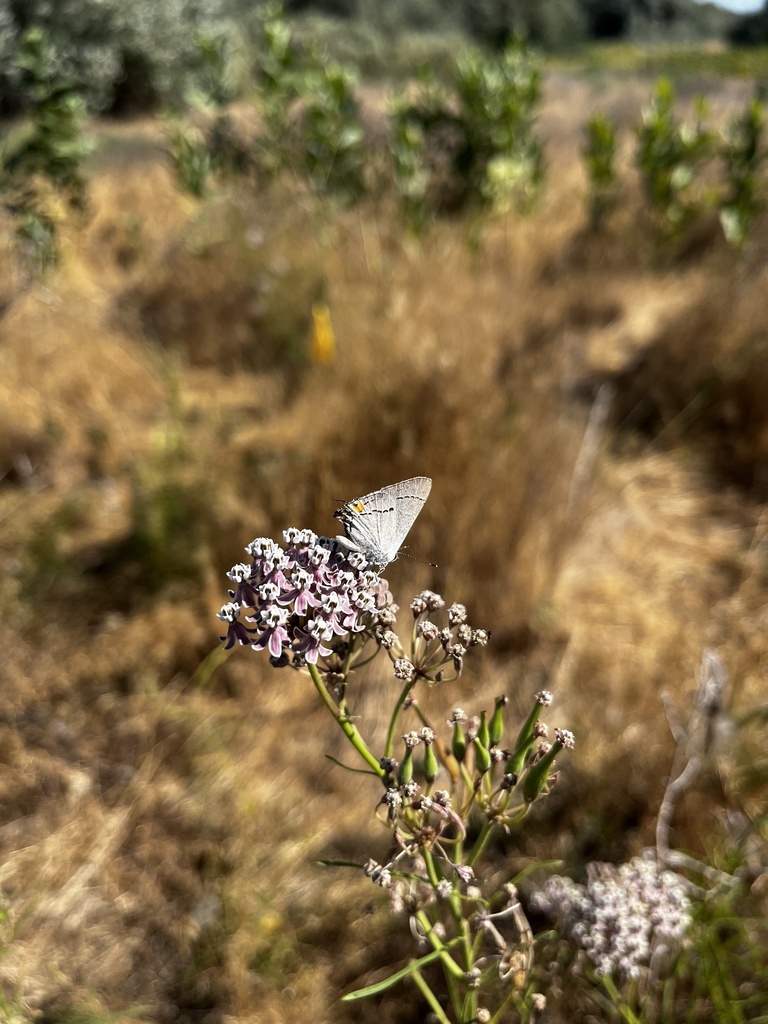 Gray Hairstreak from Umatilla National Wildlife Refuge, Irrigon, OR, US ...